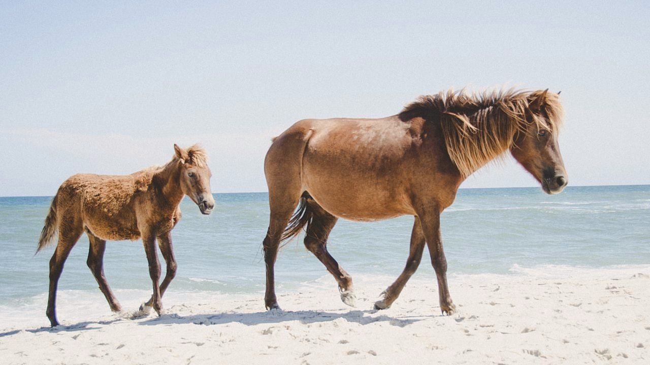 Assateague Island