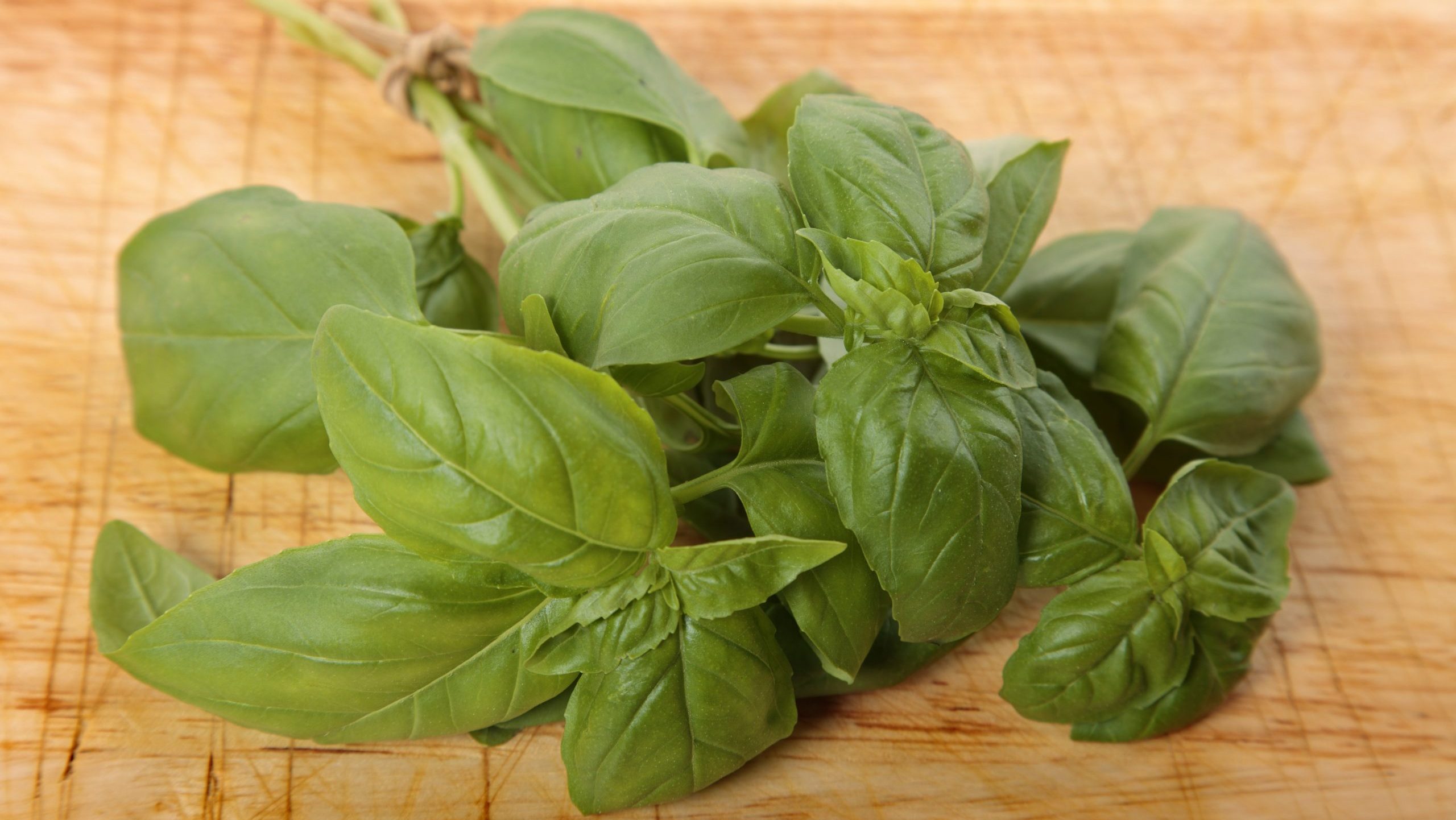  basil