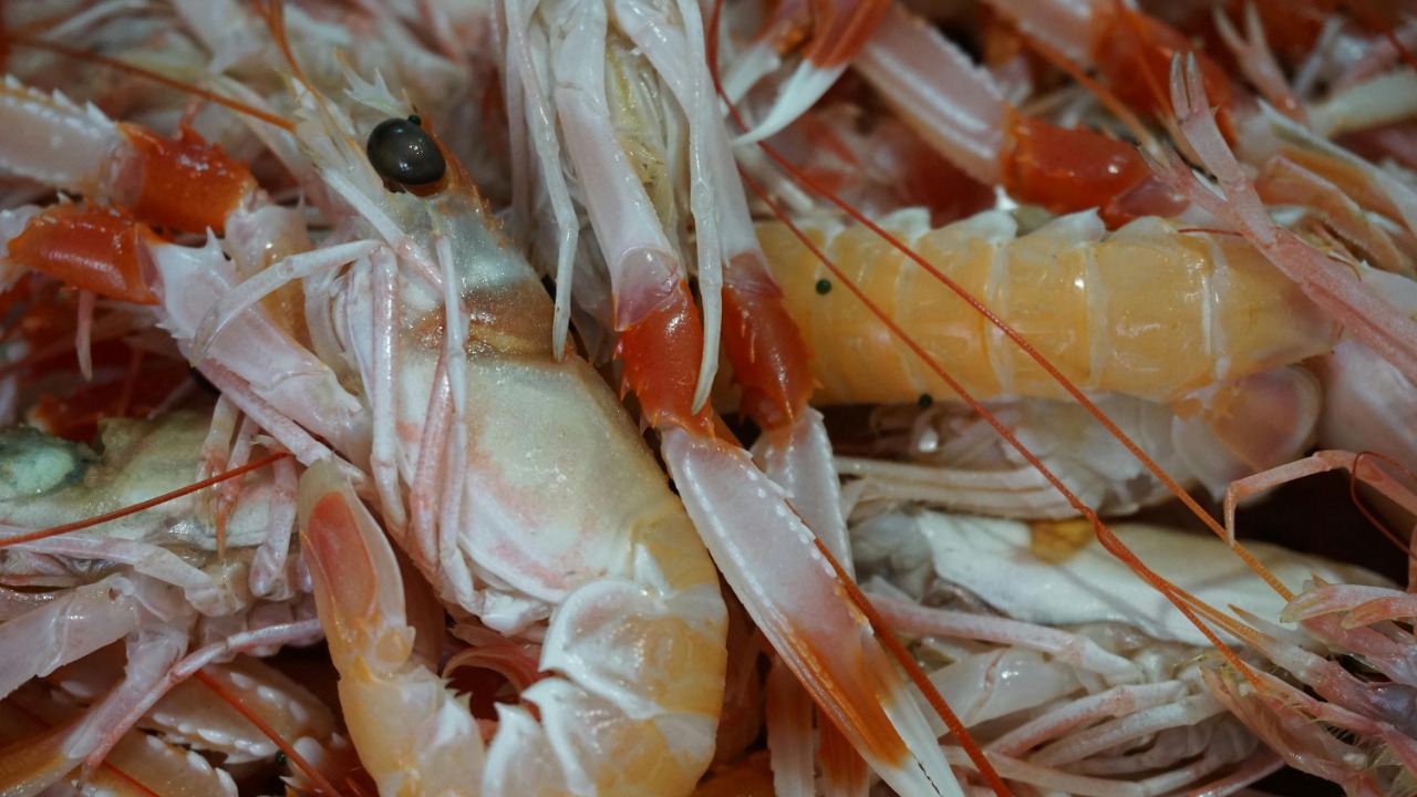 Marian Florinel Condruz/Pexels