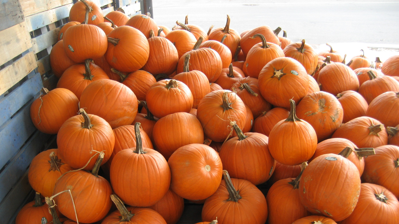 Image Credit: Infrogmation of New Orleans - CC BY-SA 3.0/Wiki Commons