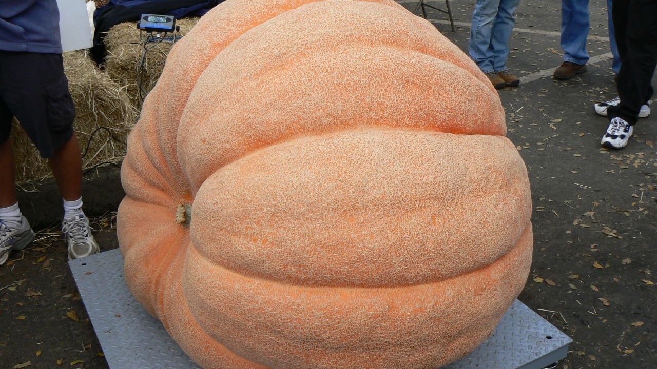 Image Credit: Nick Ares - CC BY-SA 2.0/Wiki Commons