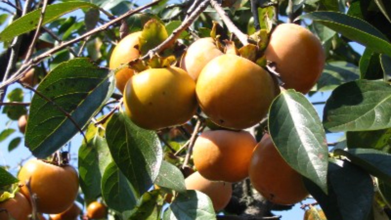 Image Credit: Sphl - CC BY-SA 3.0/Wiki Commons