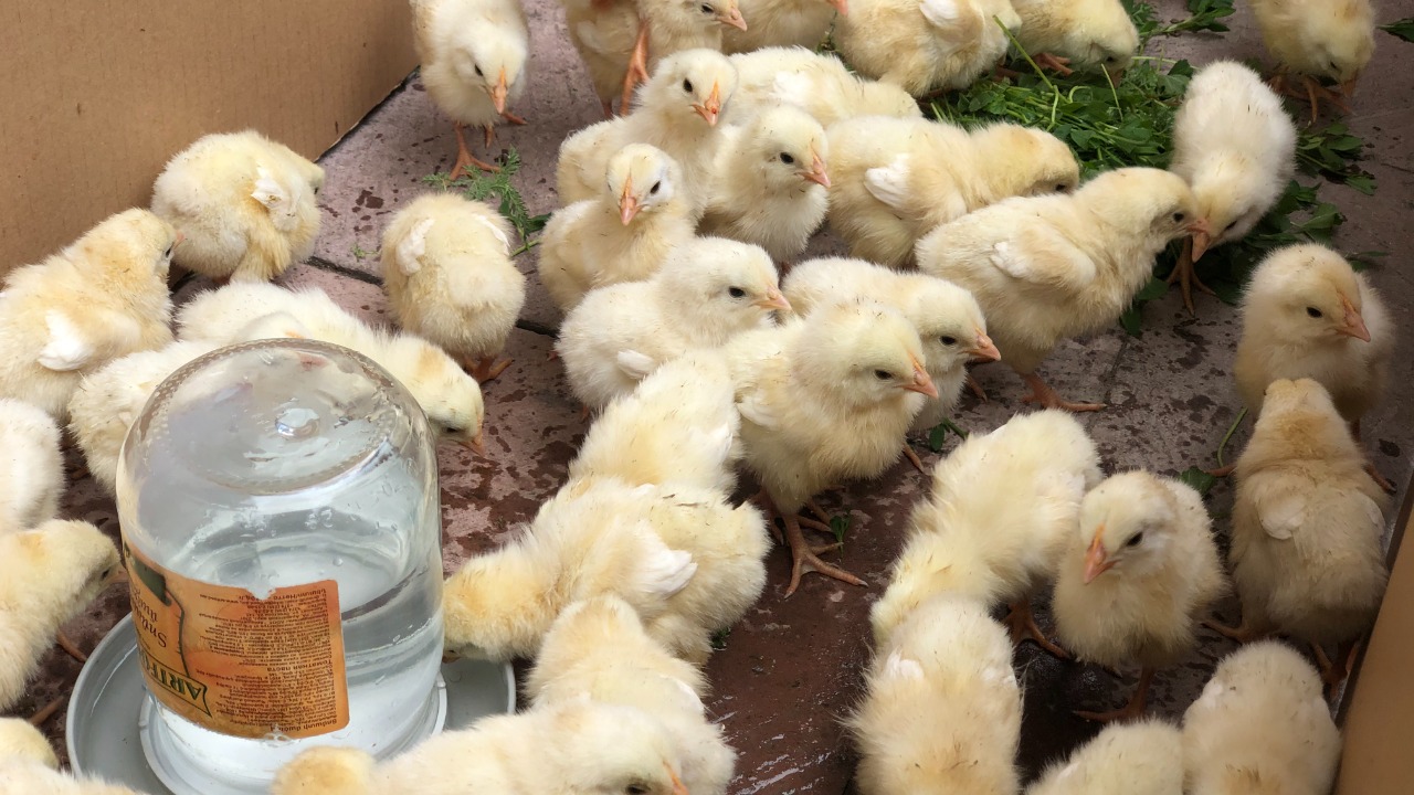 Image Credit: Narek Avetisyan /Narek75/ - CC BY-SA 4.0/Wiki Commons