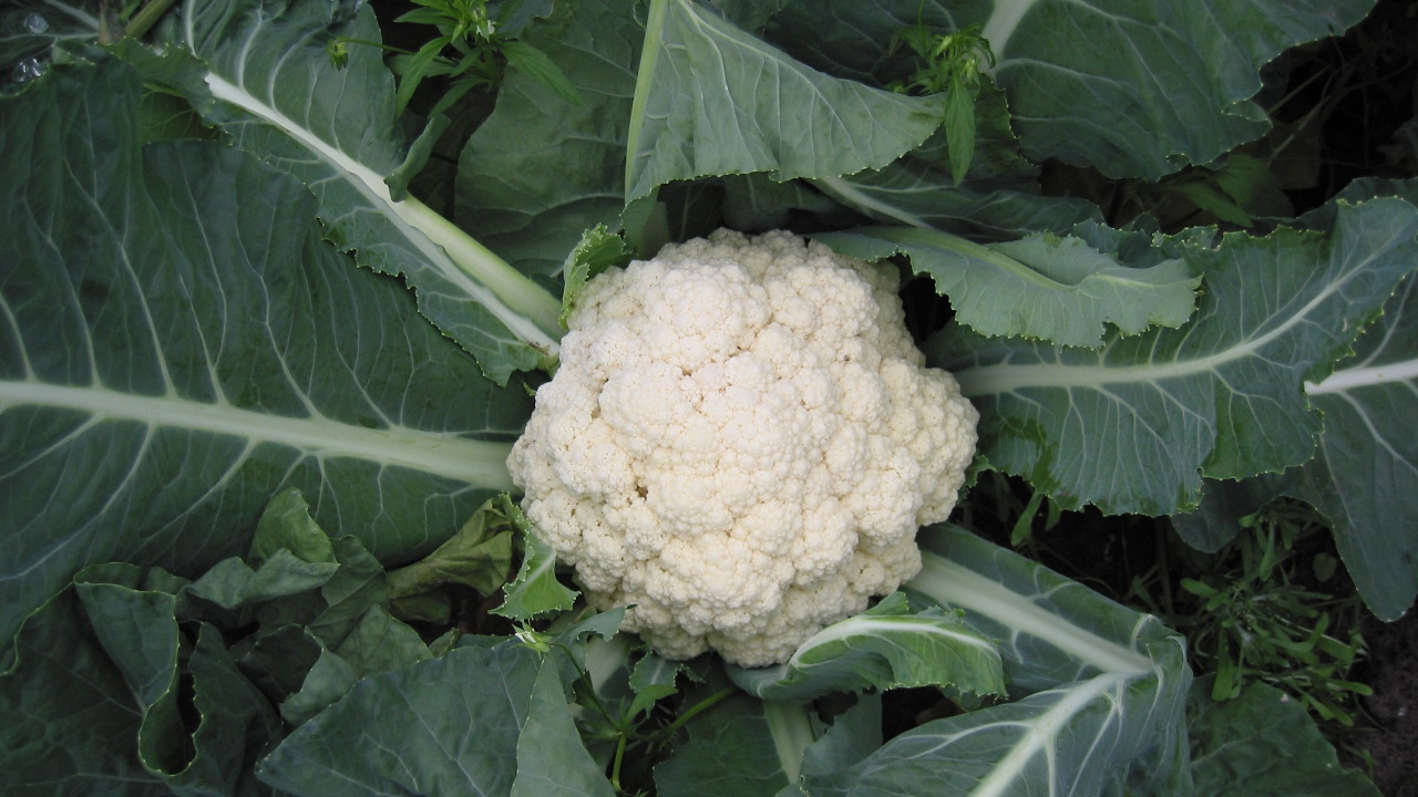 Image Credit: Rasbak - CC BY-SA 3.0/Wiki Commons