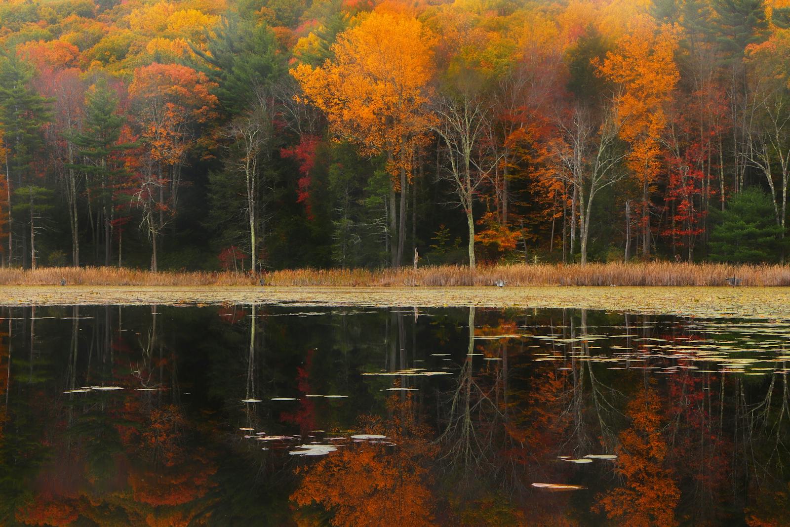 Beautiful fall colors reflected on a calm lake in Great Barrington, MA. Perfect for showcasing nature's serene beauty.