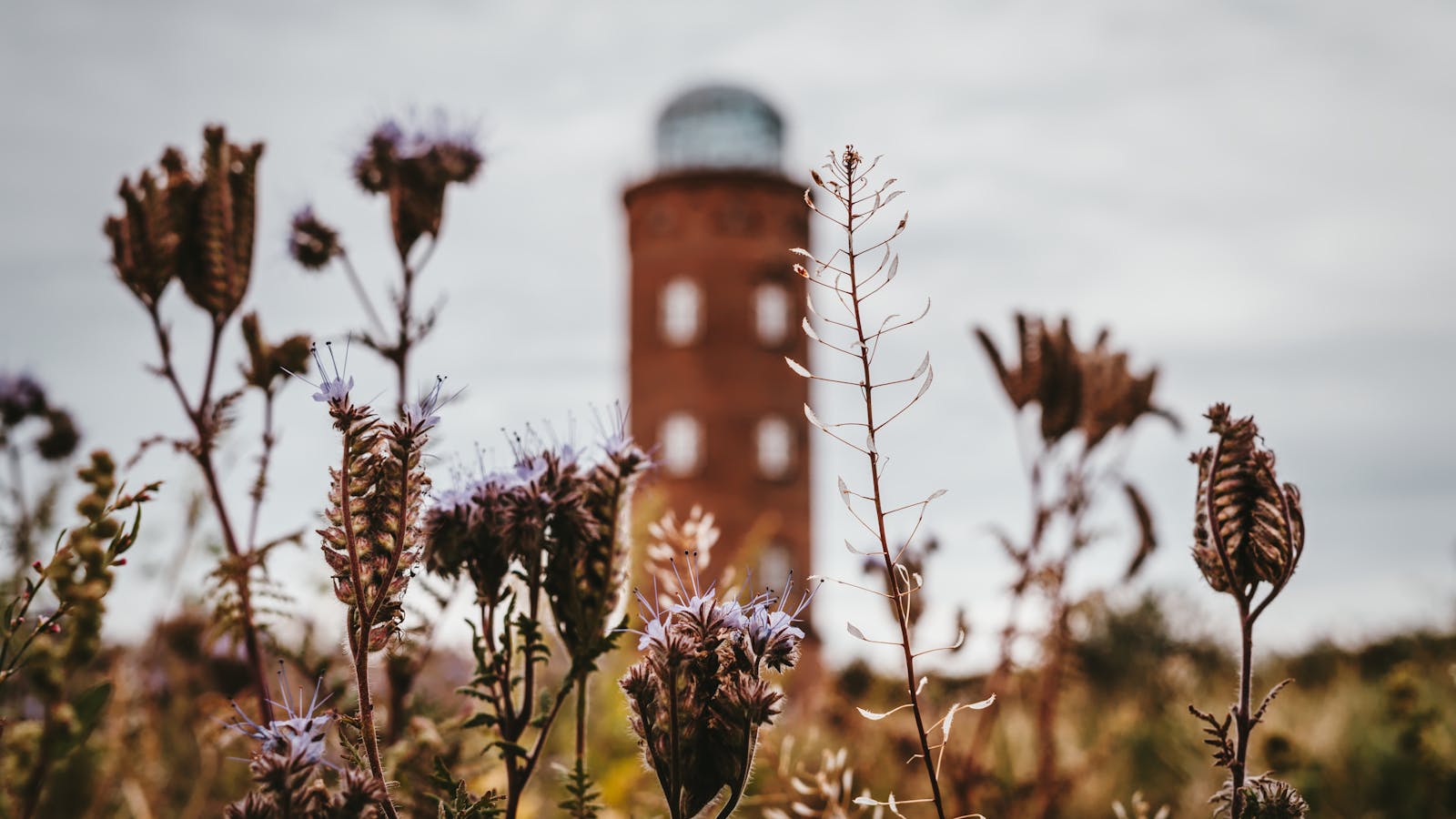 Tranquil scene of a rustic lighthouse surrounded by blooming wildflowers on a cloudy day.
