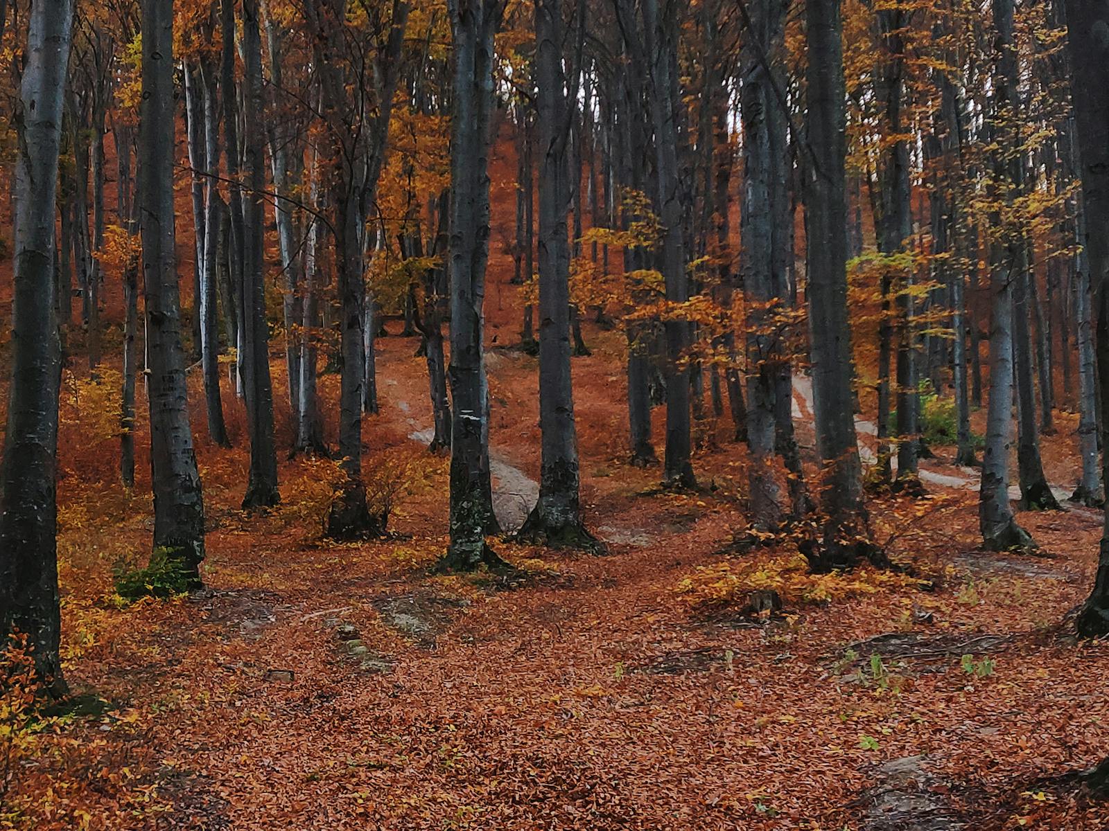 Explore the vibrant fall colors in a serene forest in Piatra Neamț, Romania.