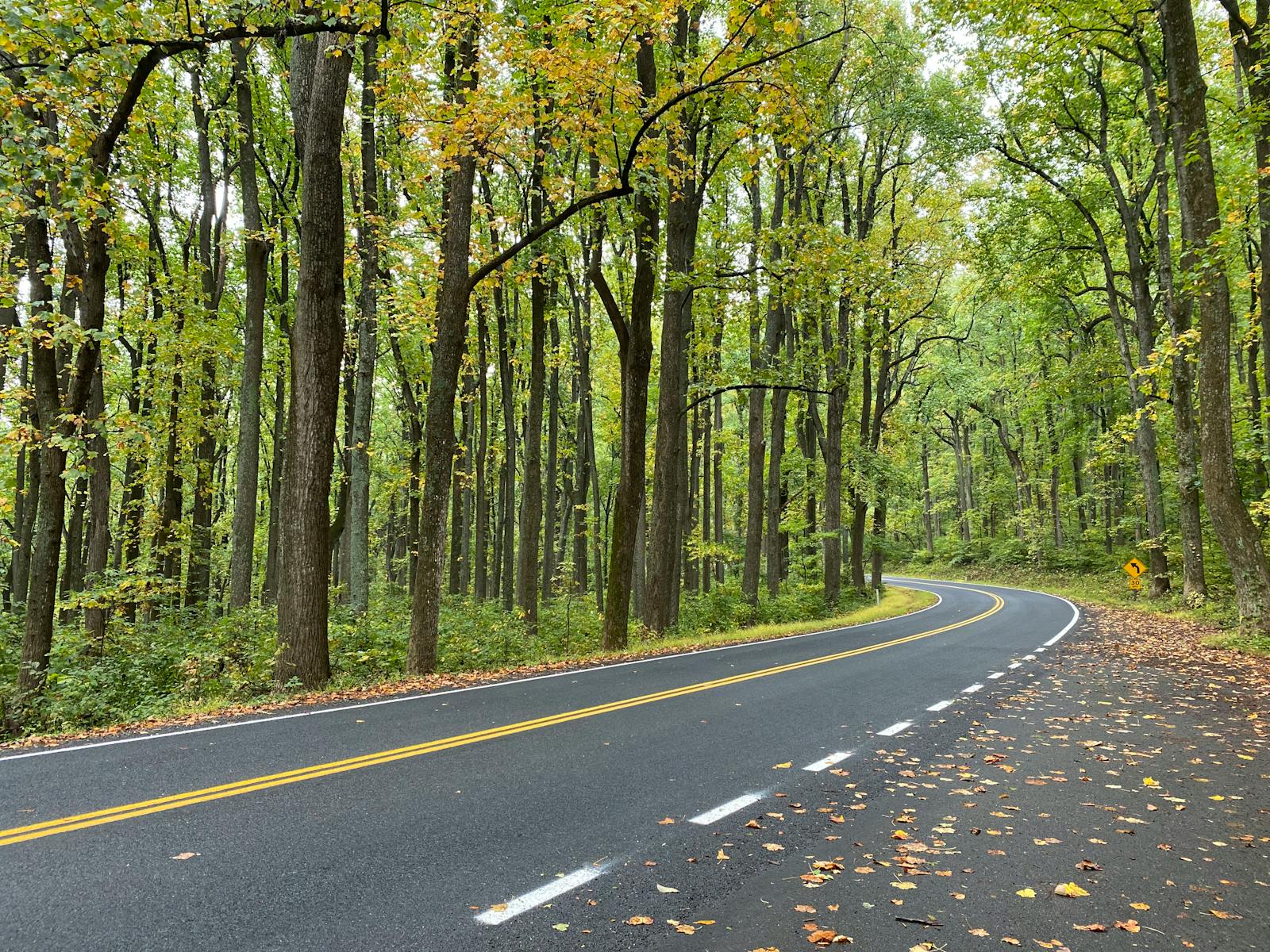 A picturesque road curving through vibrant fall foliage in a lush deciduous forest in Virginia.