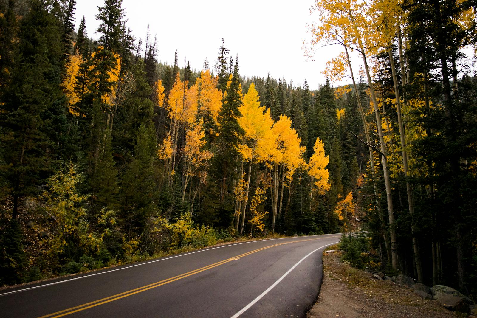 Curvy road through colorful autumn forest in Pitkin County, Colorado.