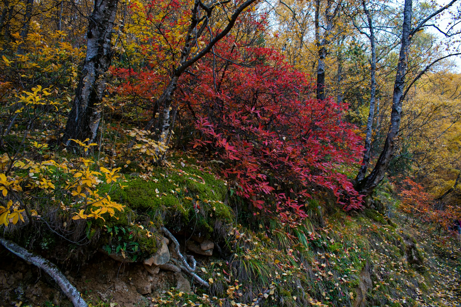 a forest filled with lots of trees covered in leaves