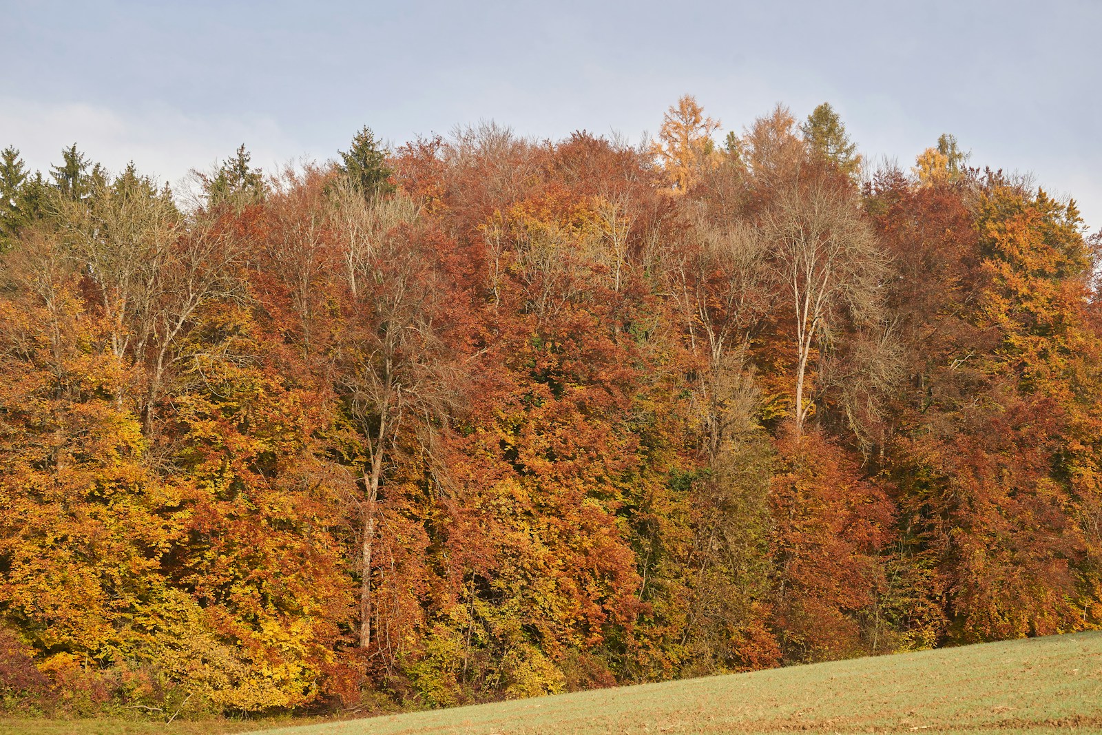A horse grazing in a field with trees in the background