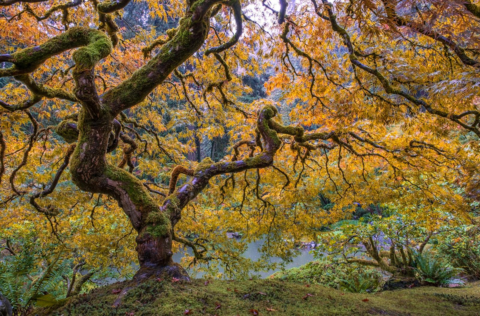 Explore the vibrant autumn colors of a Japanese maple tree in Portland's lush garden setting.