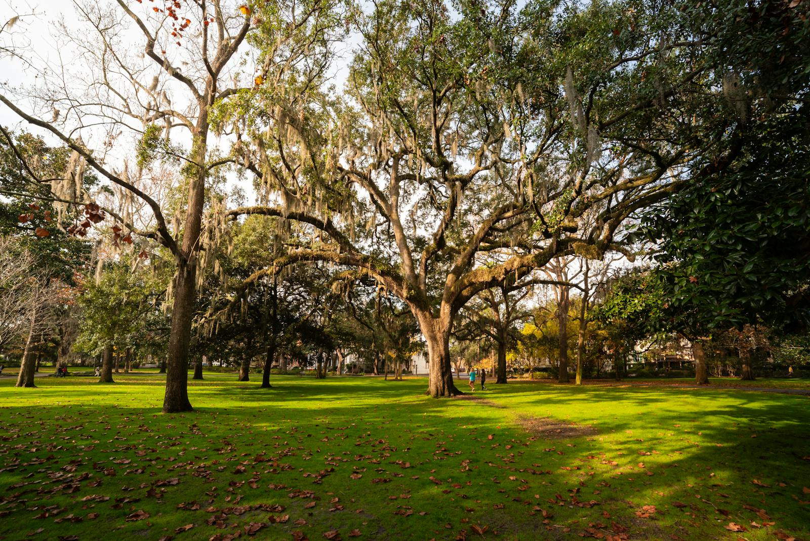 Beautiful oak trees in Forsyth Park, Savannah, Georgia under soft daylight.