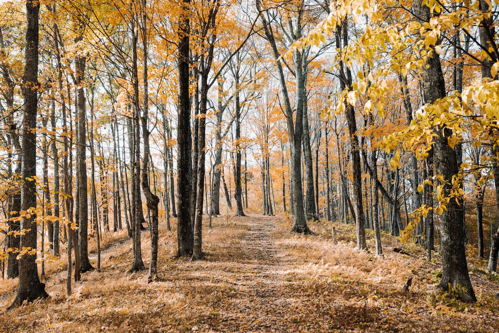 Charming forest path surrounded by vibrant autumn foliage in Hot Springs, Tennessee.