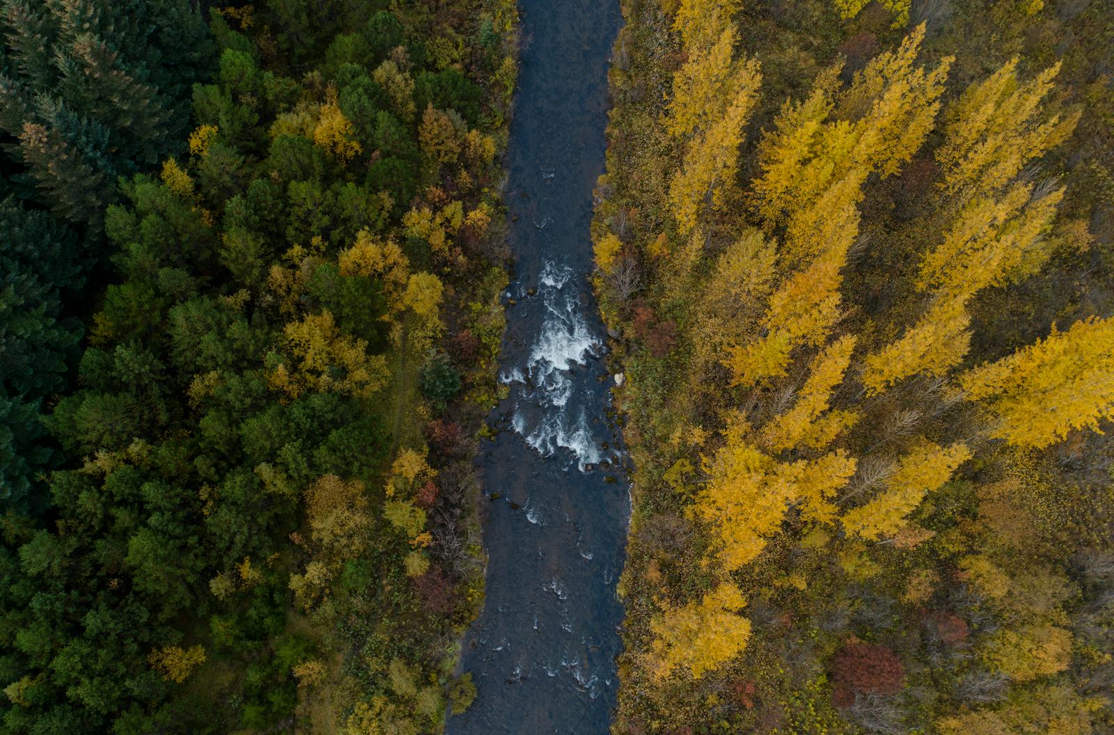 An aerial view showcasing a river splitting a forest in Reykjavik, Iceland during fall.