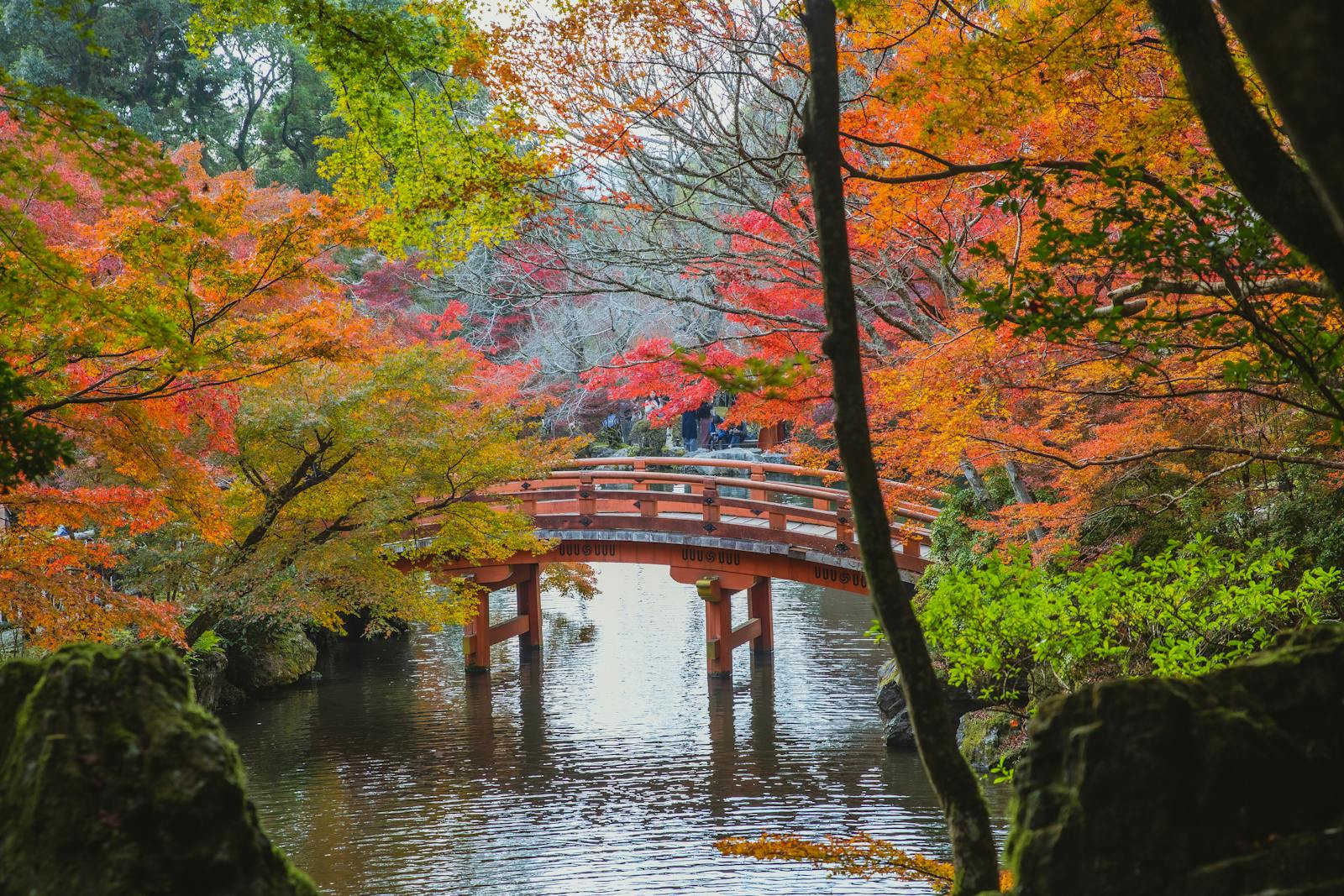 Beautiful autumn scene with a traditional bridge and vibrant foliage in Kyoto's serene garden.