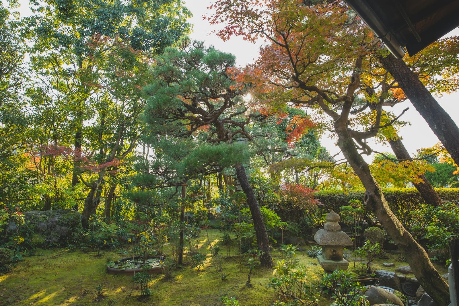 Lush Japanese garden in Kyoto with vibrant autumn foliage and traditional stone lanterns.