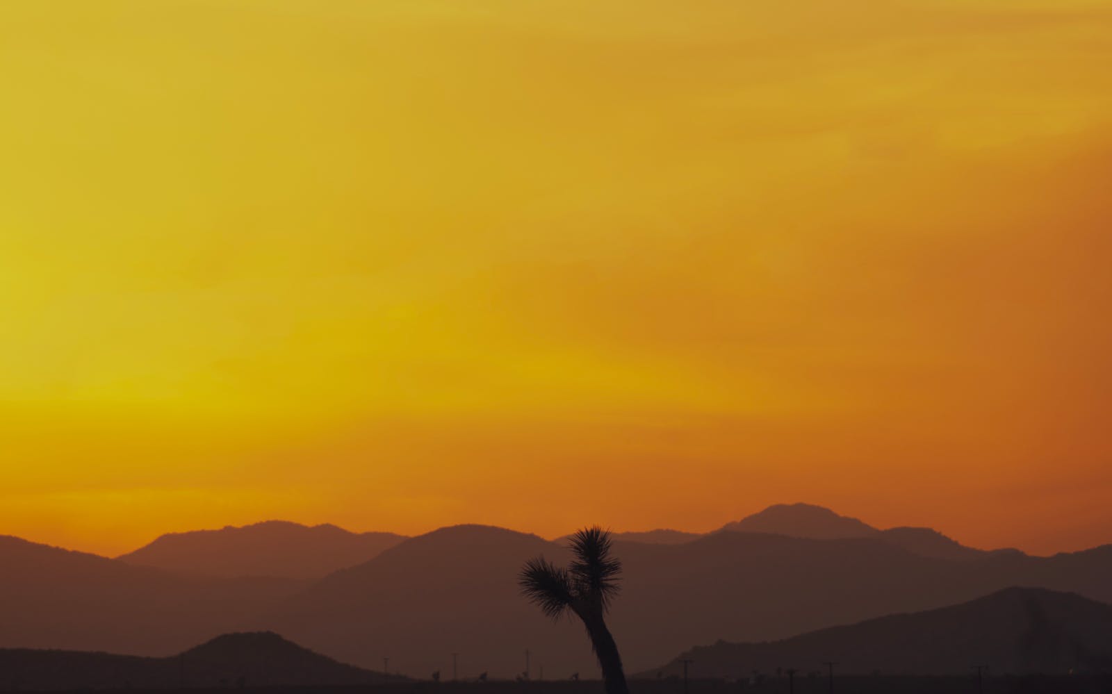 Stunning orange sunset with a silhouette of a Joshua Tree in California.