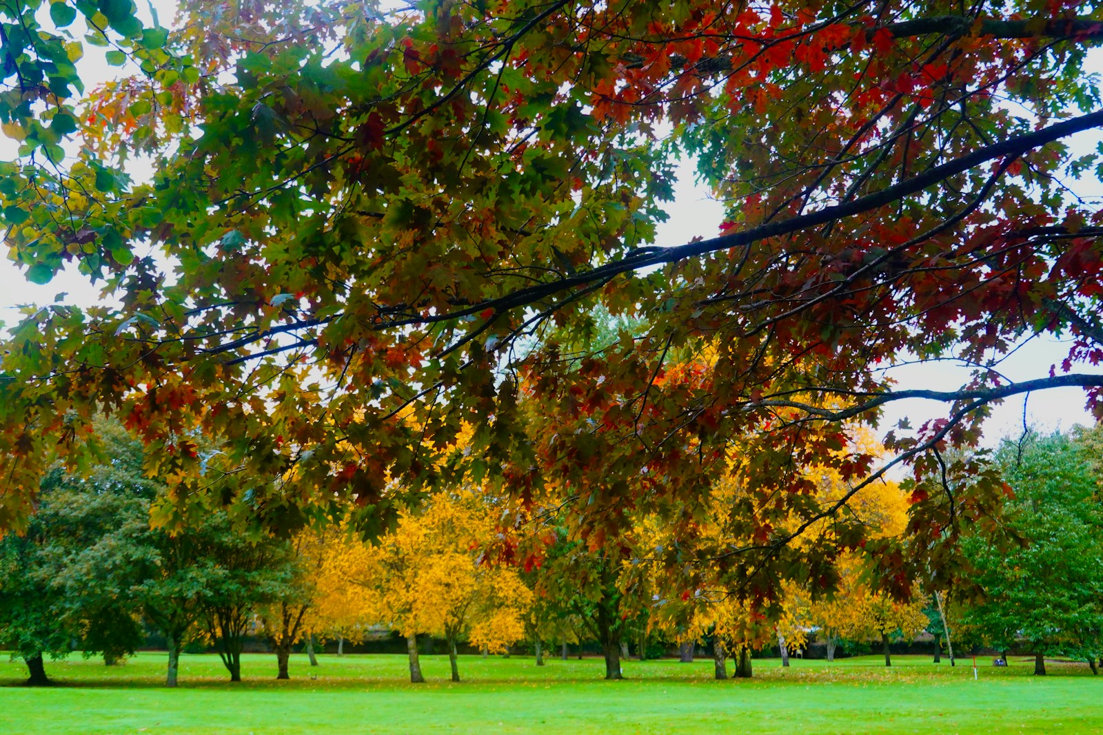 a grassy field with lots of trees in the background