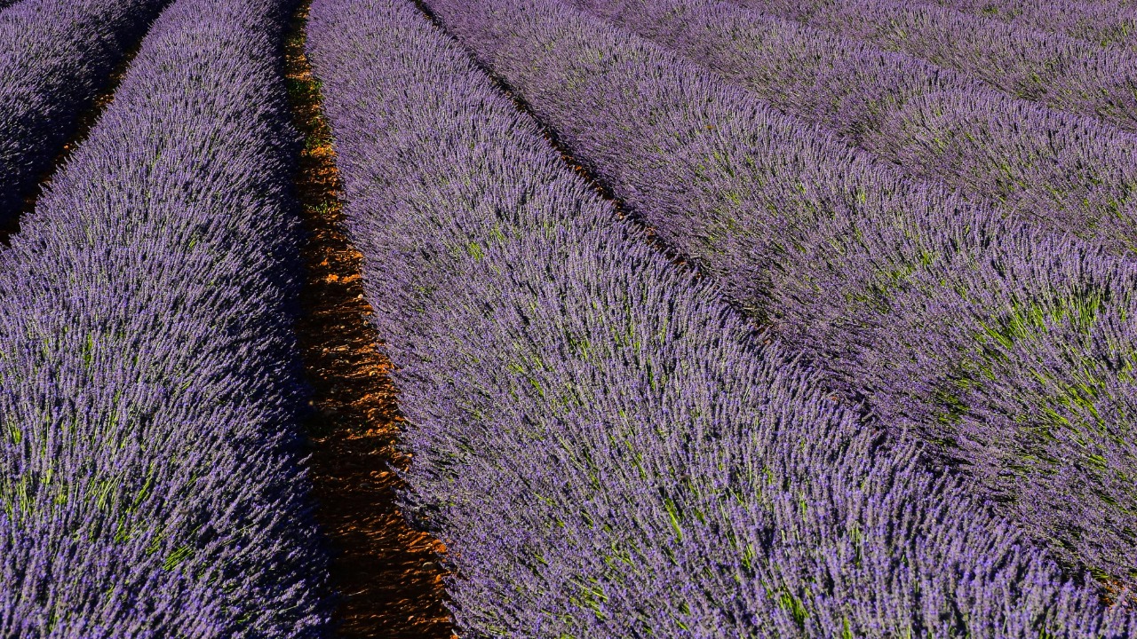 AXP Photography/Pexels