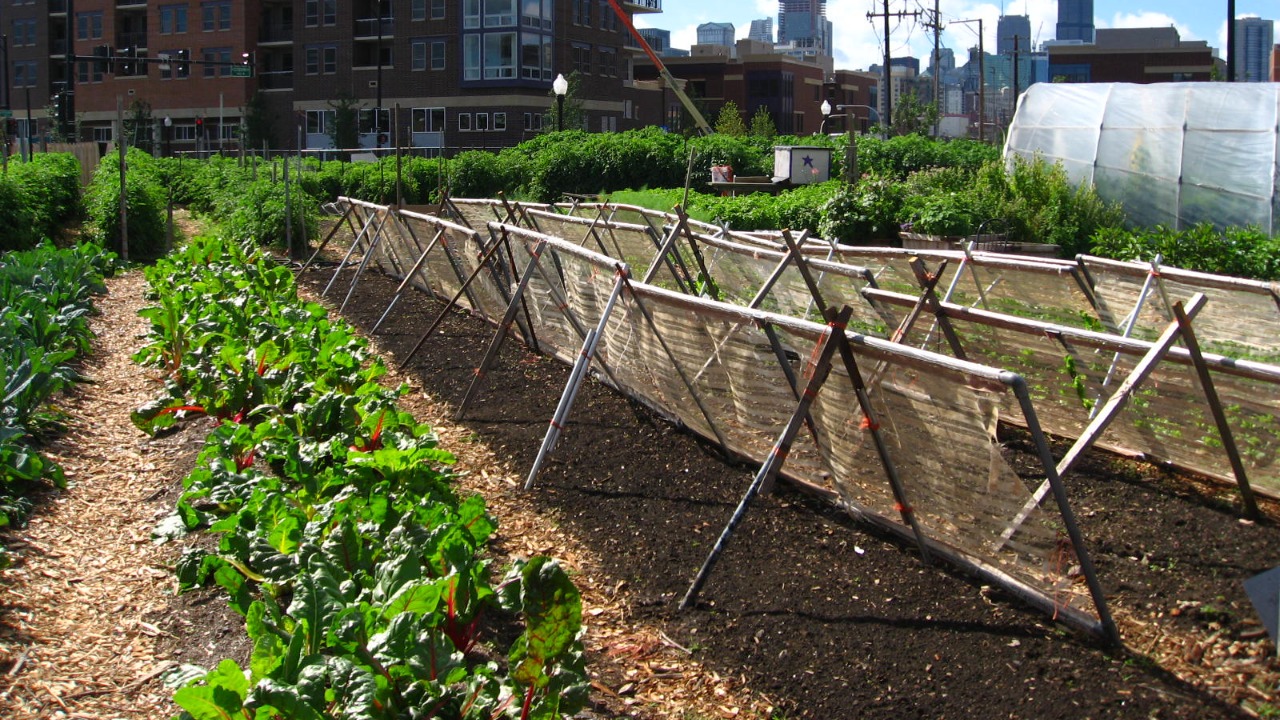 Image Credit: Linda from Chicago, USA - CC BY 2.0/Wiki Commons