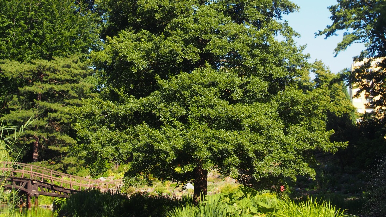 Image Credit: Agnieszka Kwiecień, Nova - CC BY-SA 4.0/Wiki Commons