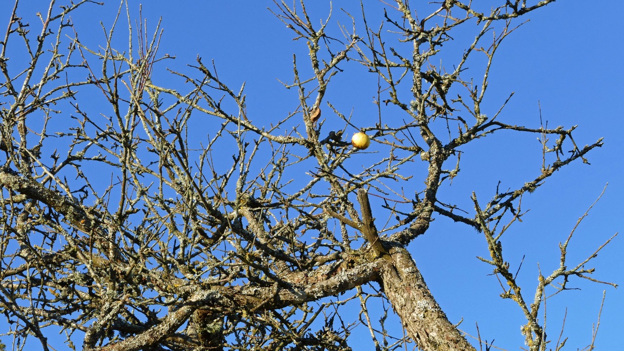 Image Credit: W.carter - CC BY-SA 4.0/Wiki Commons