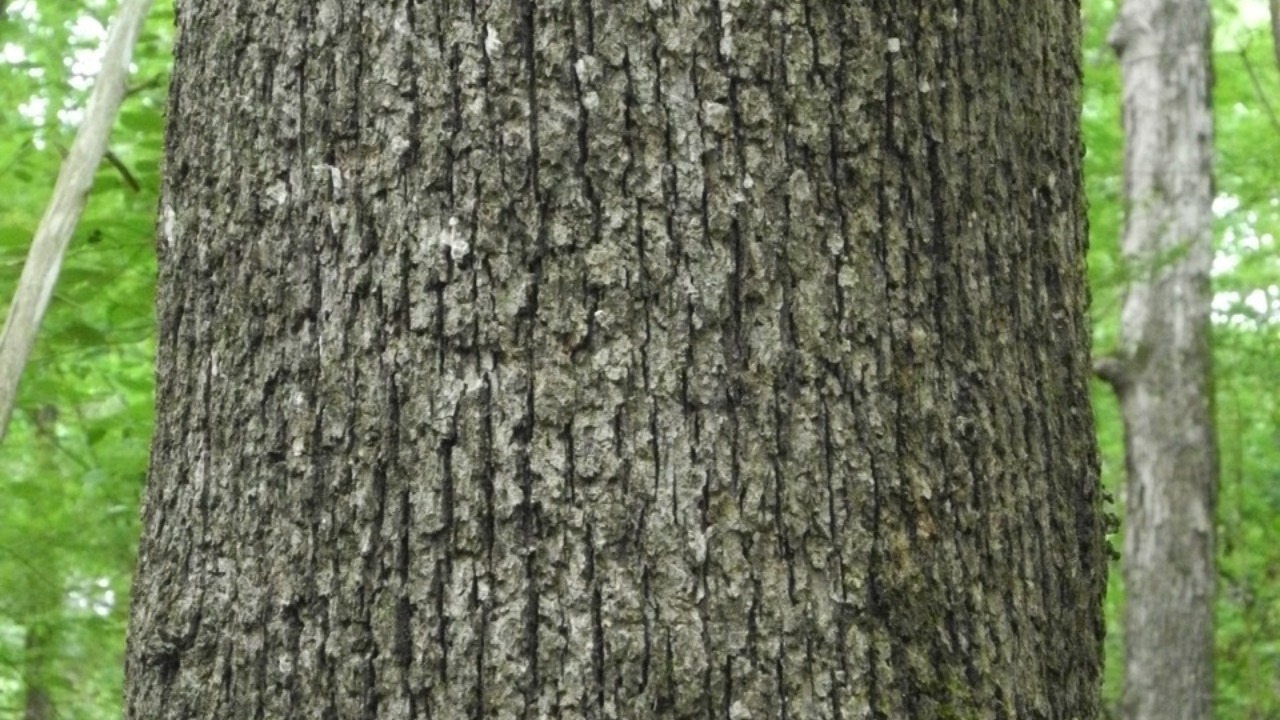 Image Credit: mjpapay - CC BY 4.0/Wiki Commons