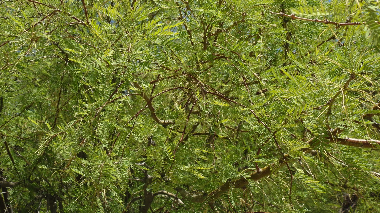 Image Credit: Thomas Farley - CC0/Wiki Commons