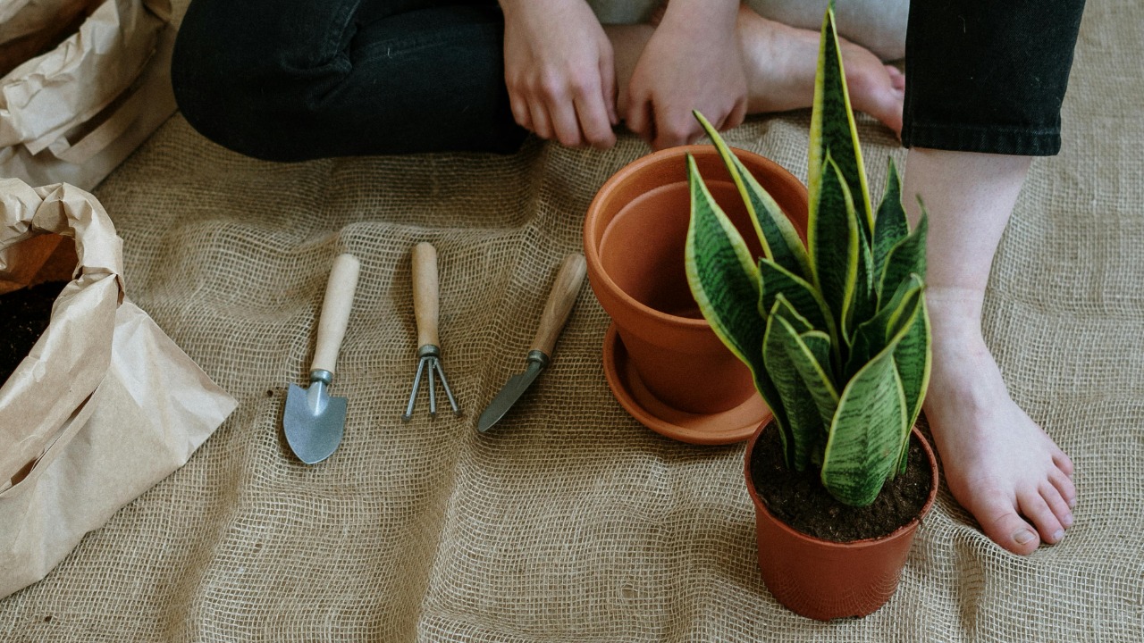 cottonbro studio/Pexels