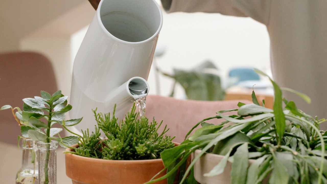 cottonbro studio/Pexels