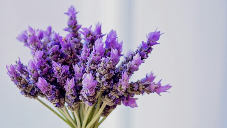 nicolepearce/Unsplash