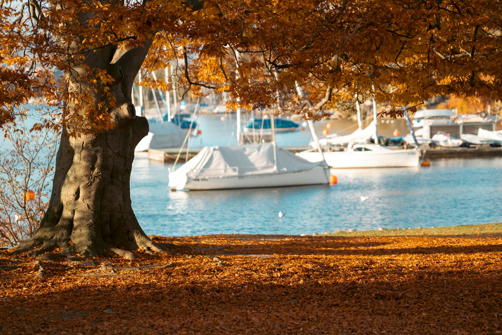 boats are docked in the water behind a tree