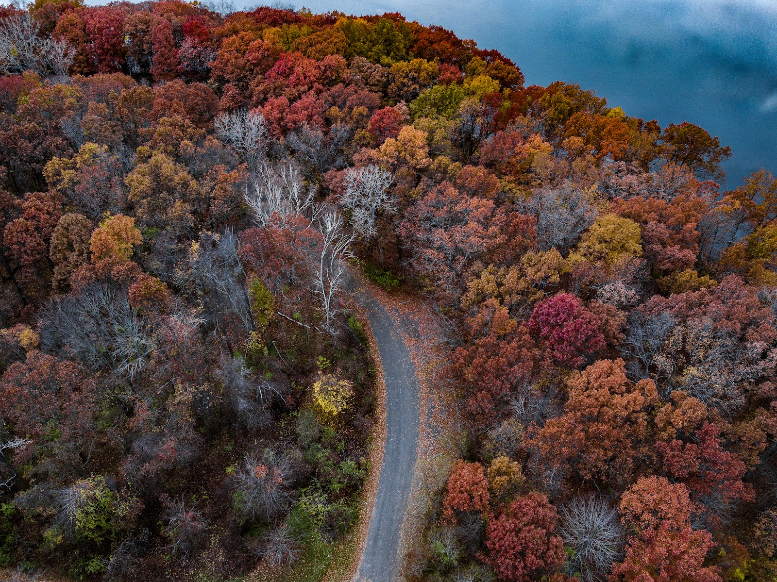 aerial photo of gray road between trees
