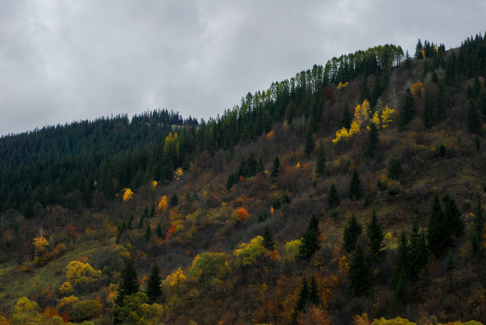 a hill with trees on the side of it