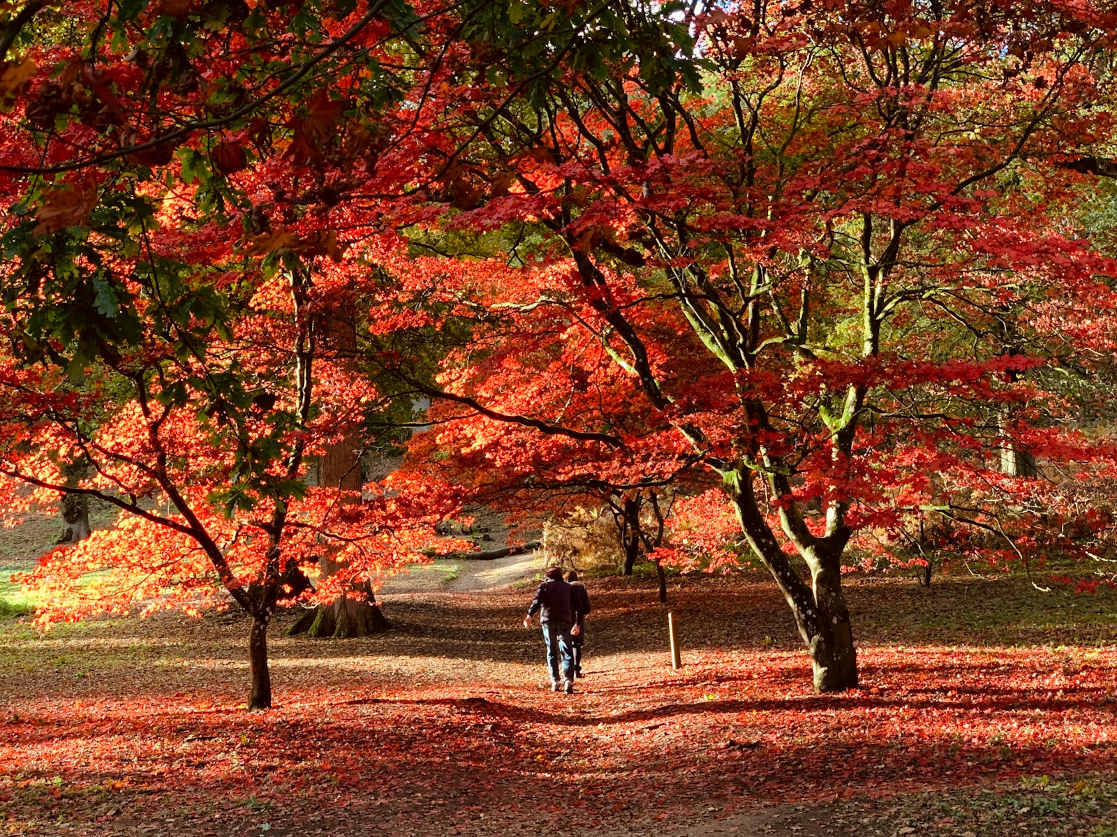 two person walking on dirt pathway between trees