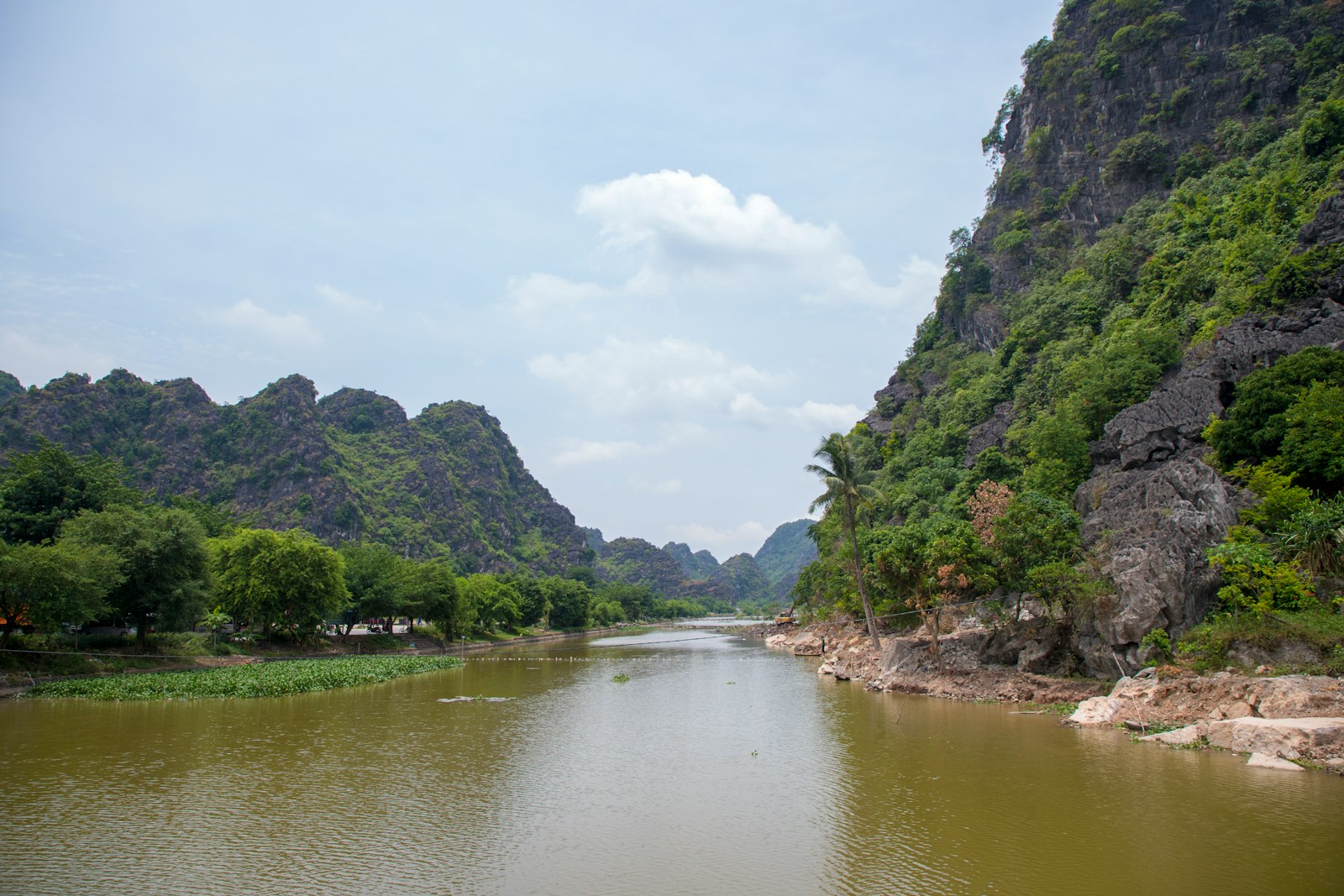 a river with trees and rocks