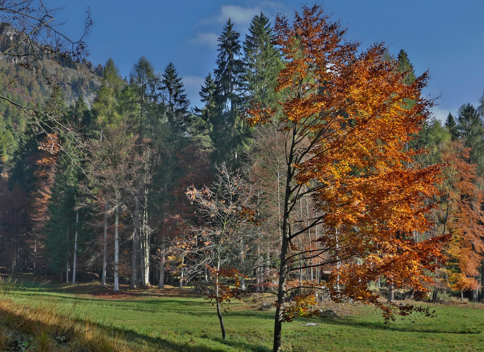 A grassy field with trees in the background
