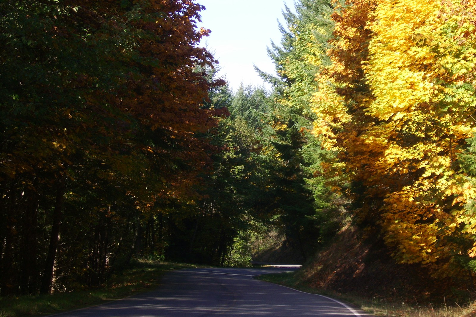 gray concrete road between green and yellow trees during daytime