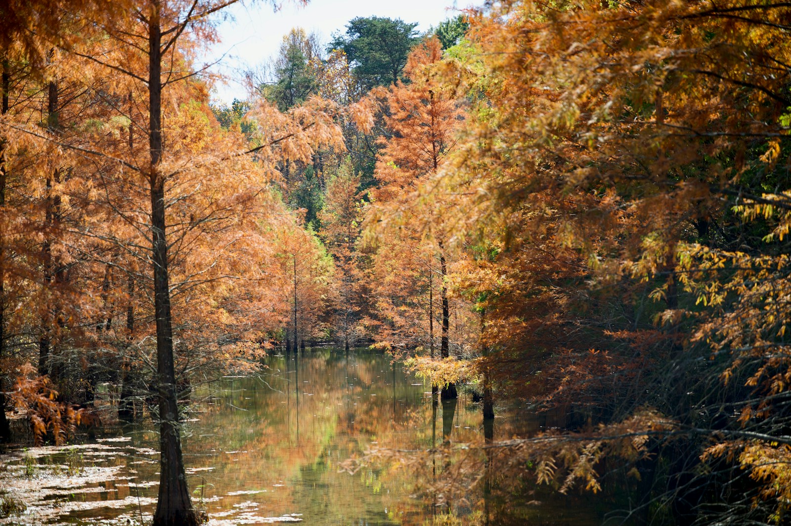 A lake surrounded by lots of trees in a forest