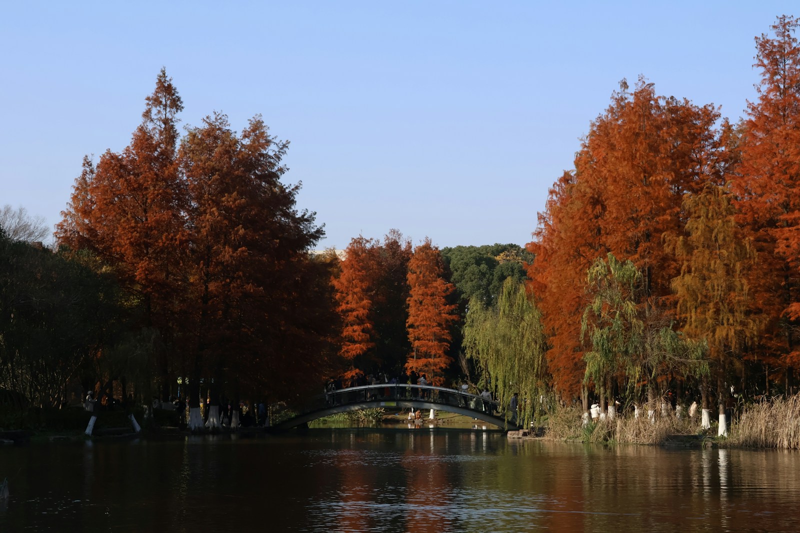 A body of water surrounded by trees with orange leaves