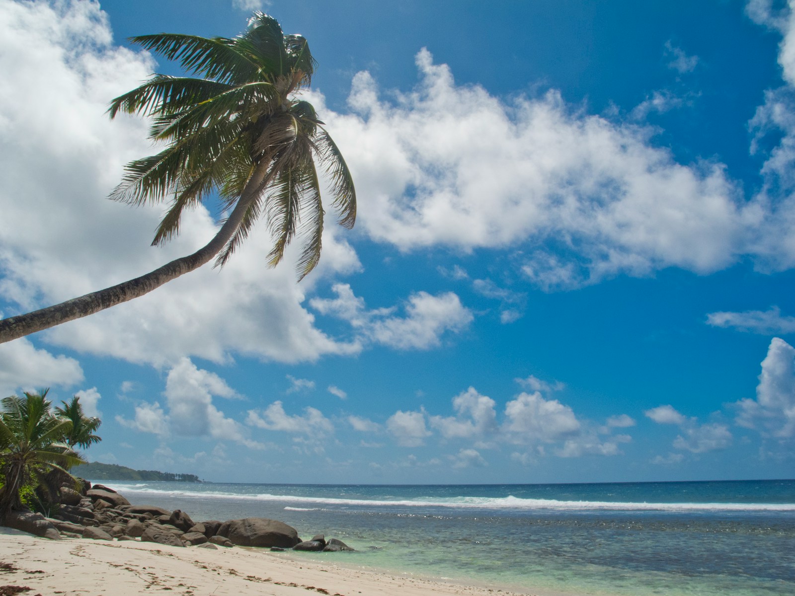 A palm tree on a beach with the ocean in the background