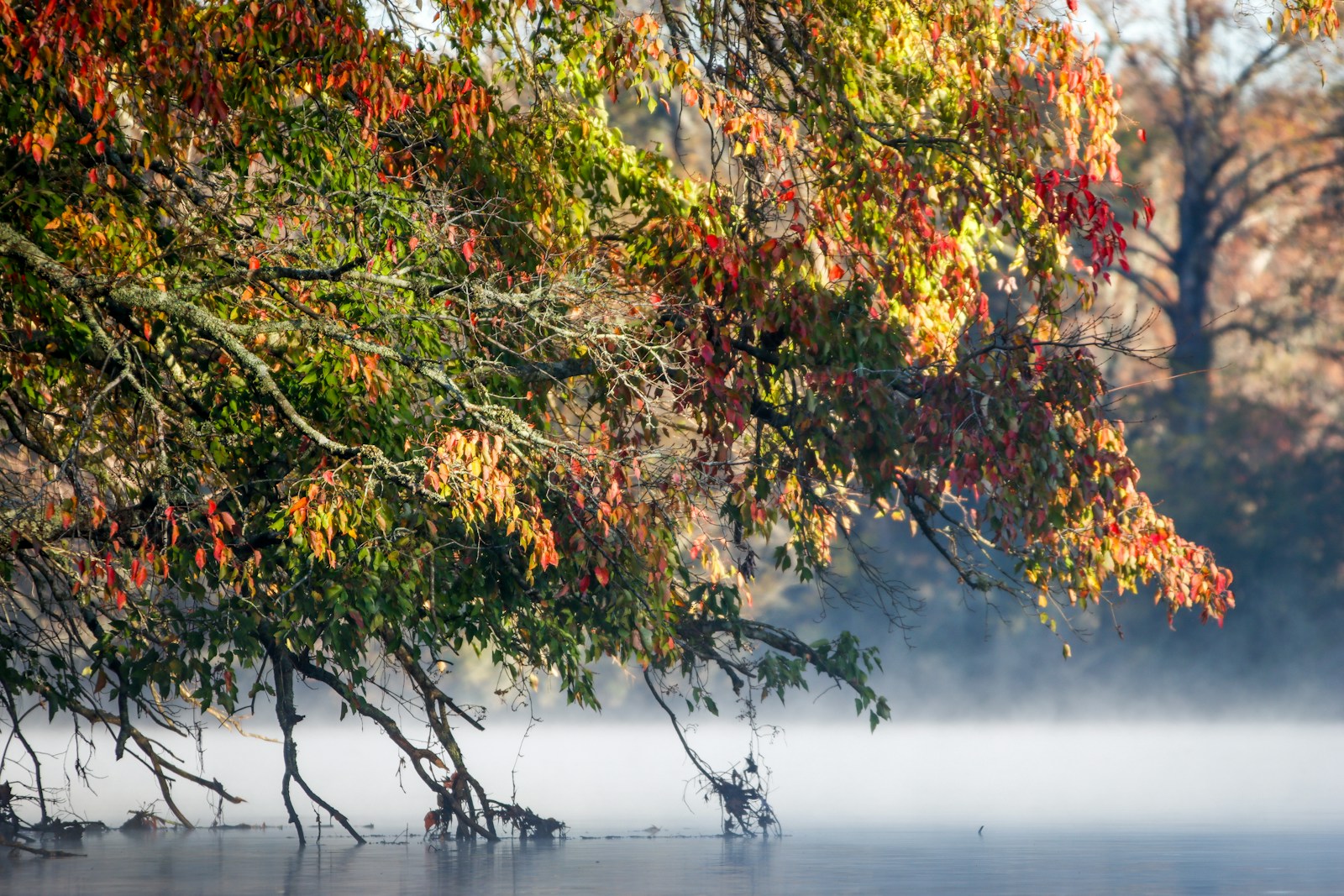 a foggy lake with trees in the foreground