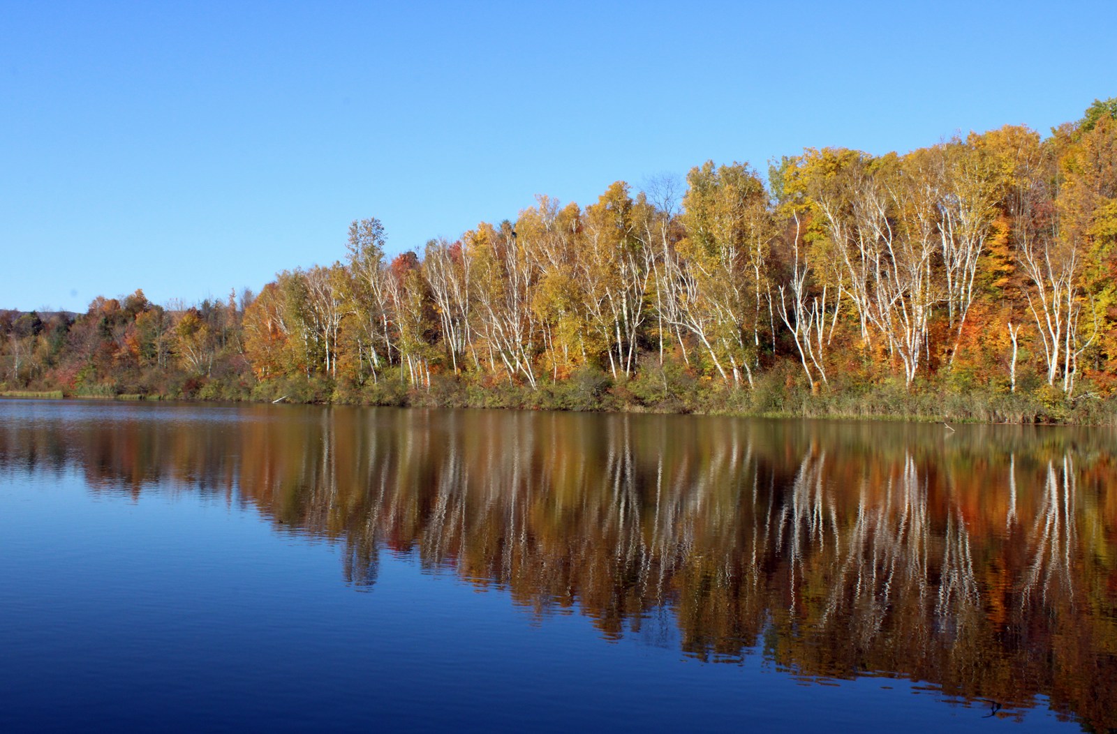 a body of water with trees around it
