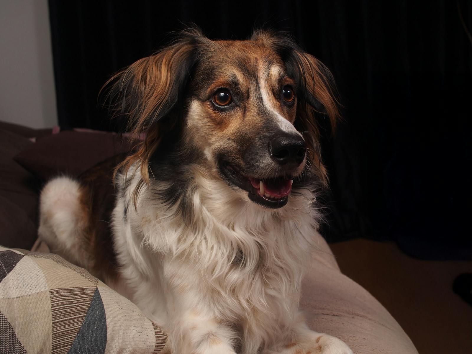 Adorable long-haired dog relaxing on a couch with warm lighting indoors.