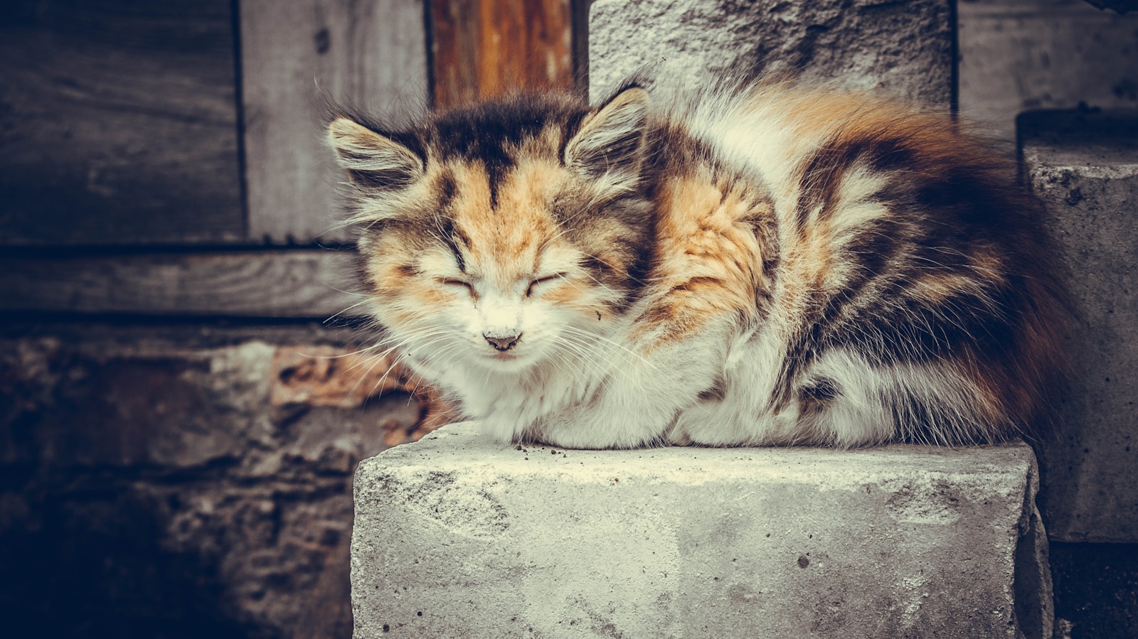 A small kitten sitting on top of a cement block