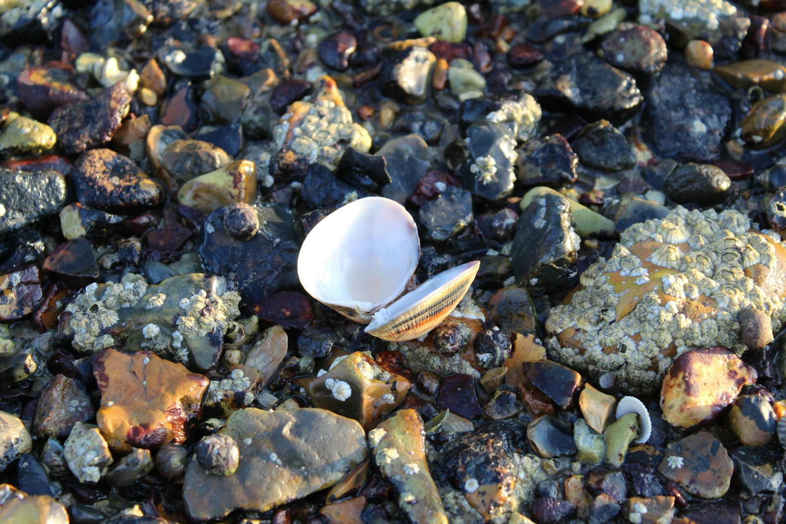 An open seashell rests on a pebble beach.