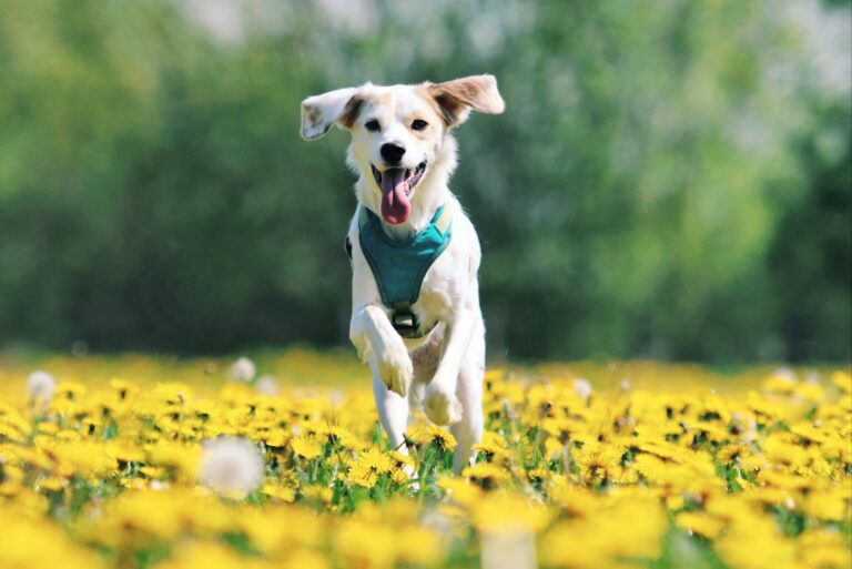 a dog running through a field of yellow flowers