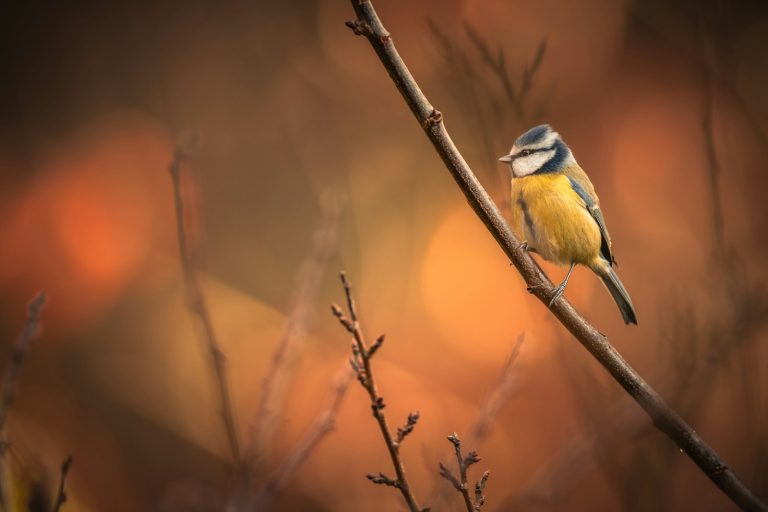 A small blue tit bird perched on a thin branch.