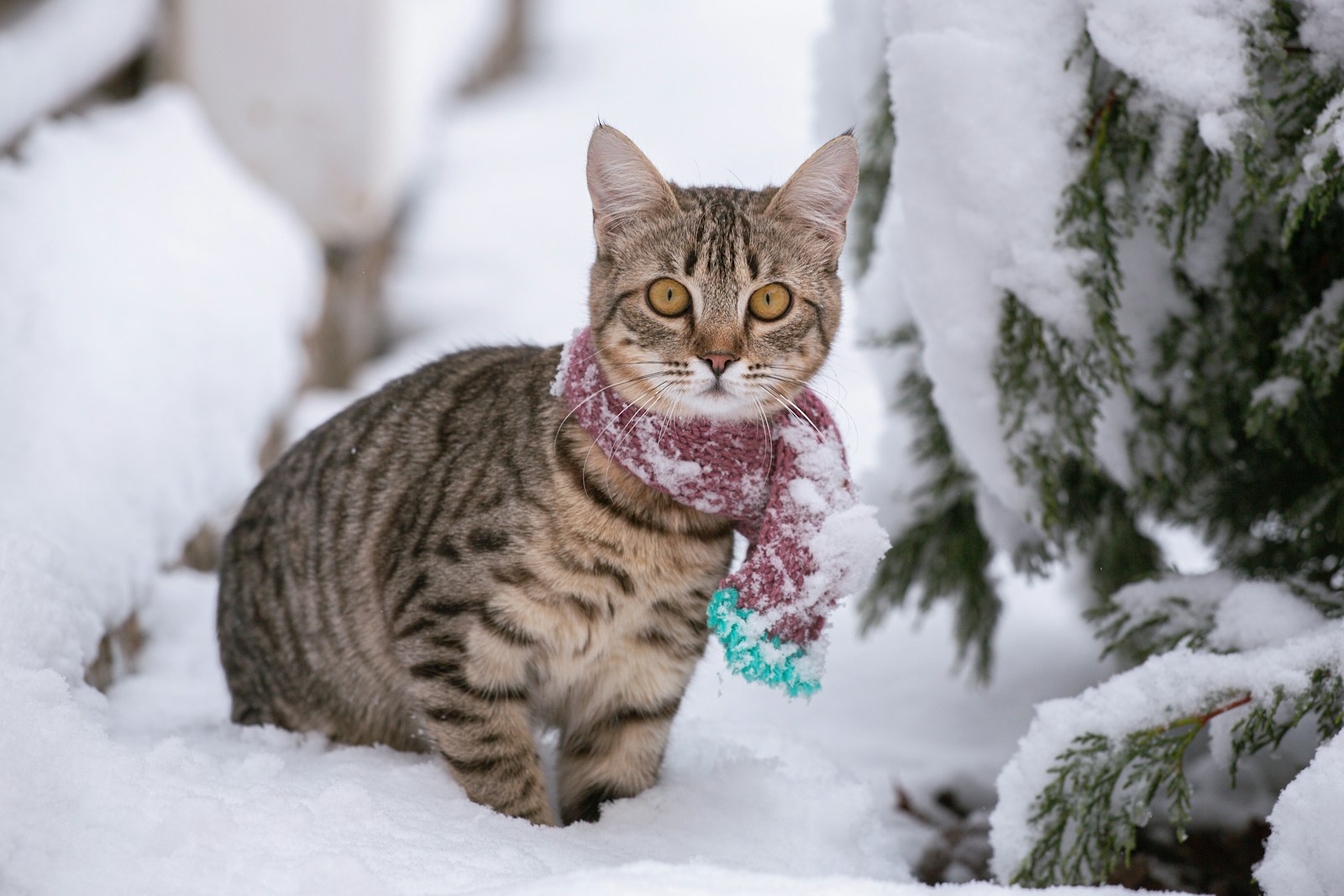 A cat sitting in the snow next to a tree